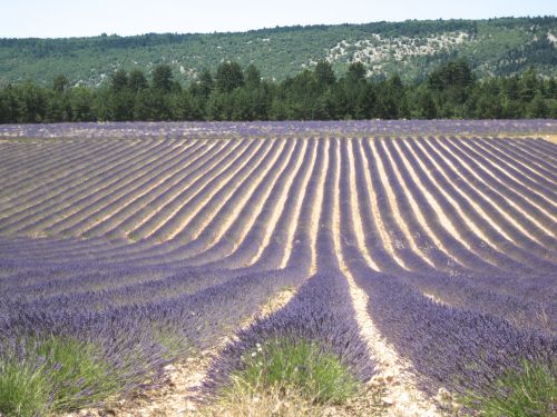 lavendel