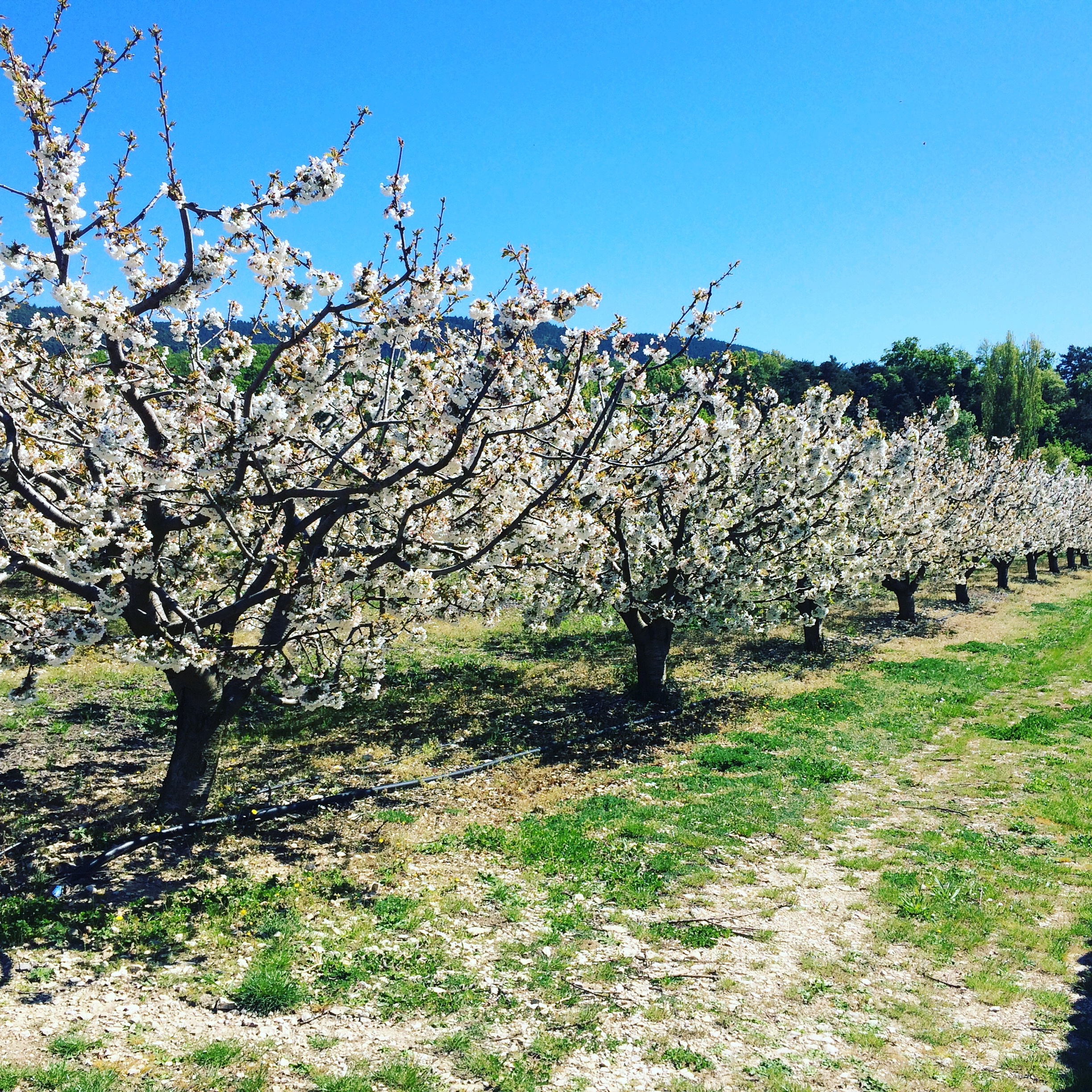 Provence-Kirschen - 1 (1)