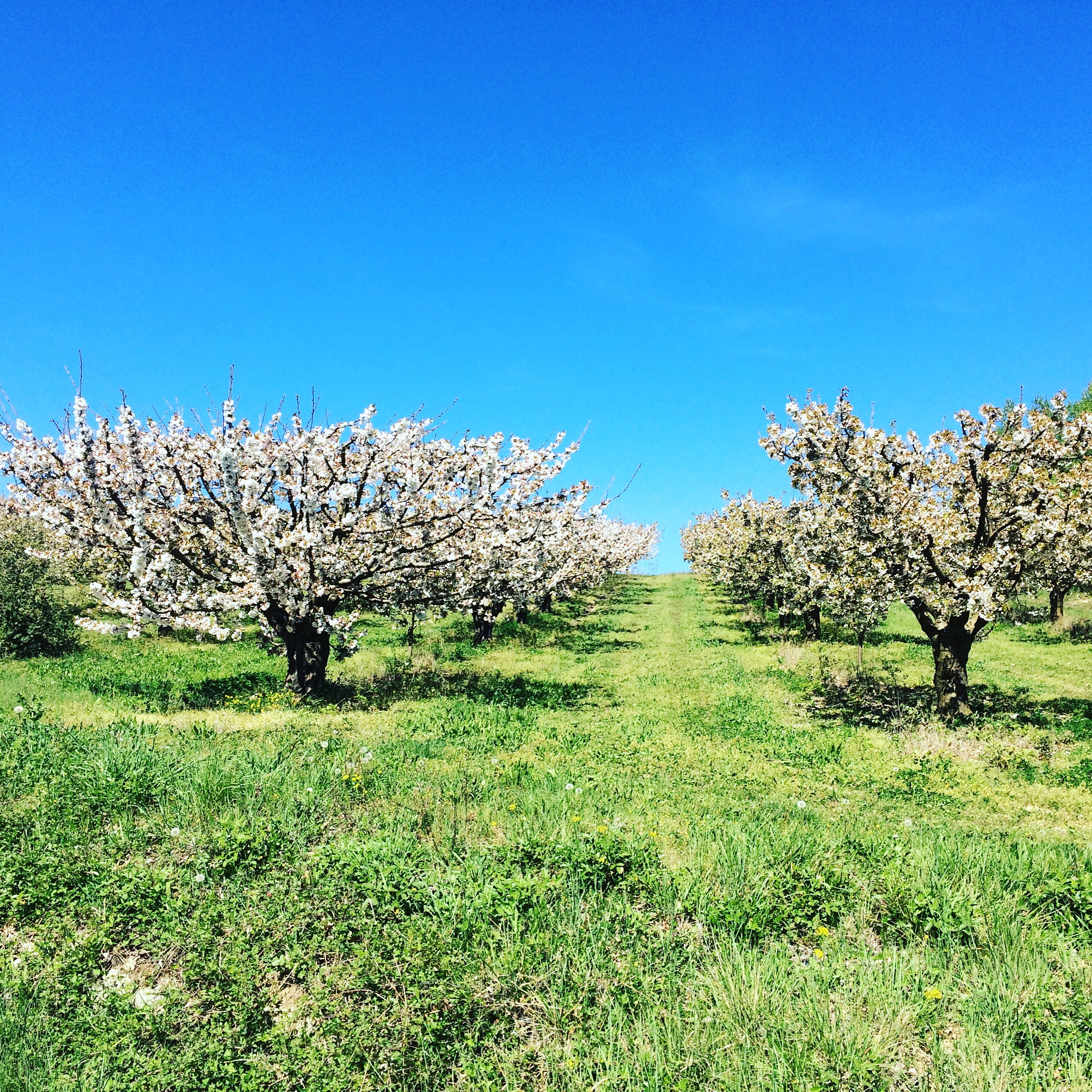Provence-Kirschen - 1 (2)