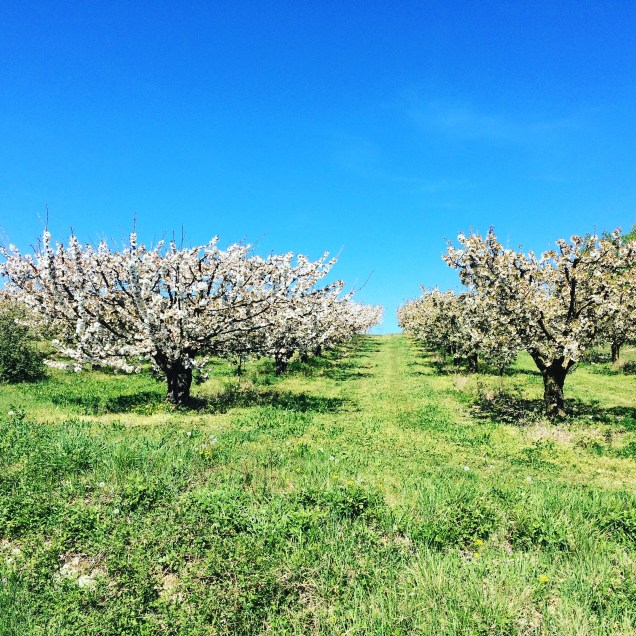 Provence-Kirschen - 1 (2)