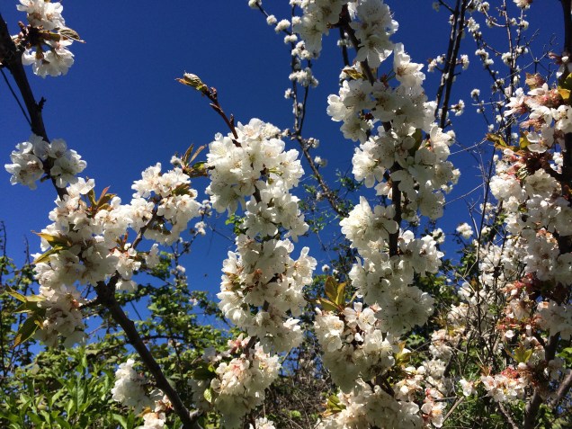 Provence-Kirschen - 1