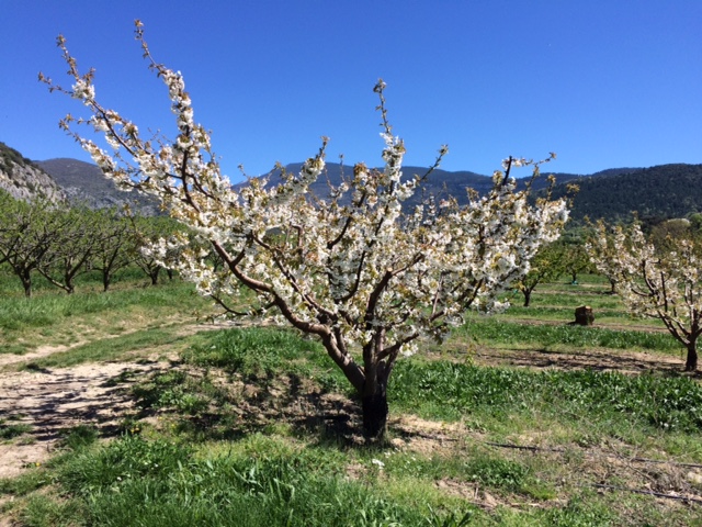 Provence-Kirschen - 2